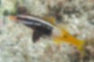 Picture of Bicolor goatfish3｜A black-brown and white vertical stripe runs from the