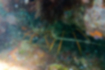 イセエビの写真2｜岩陰にいました。