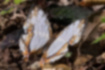 イシガケチョウの写真｜「細かい筋の入った翅です。」