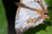 イシガケチョウの写真2｜短い尾状突起をもちます。