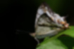 イシガケチョウの写真3｜頭部にはパルピがあります。