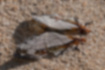 イシガケチョウの写真4｜砂浜で翅を開いていました。