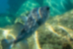 イシガキフグの写真2｜鰭に黒い斑点があります。