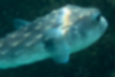 Free images of Spotfin burrfish｜「Big eyes.」