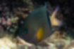 Free images of Blackbar devil｜「Yellow pectoral fins stand out against a brown body.」