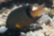 Picture of Blackbar devil2｜There is a black horizontal band at the base of the caudal fin.