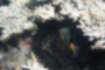 Picture of Blackbar devil3｜It was swimming in and out from under the coral.