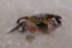 Picture of Asian shore crab1｜About 3cm and the scissors are red.