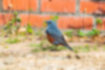 イソヒヨドリの写真1｜暗青色の翼と煉瓦色の腹が特徴です。（オス）