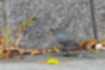 イソヒヨドリの写真6｜コンクリートと同化しているメスです。