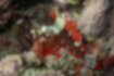 イソカサゴの写真1｜紅色の体が美しいです。