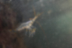 イソスジエビの写真2｜足と尾扇に黄色い斑点があります。