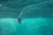 イトヒキアジの写真3｜水面近くを泳いでいました。