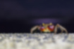 Picture of Striped shore crab1｜I took a picture where I was on the embankment.