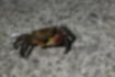 Picture of Striped shore crab2｜Walking slowly near the embankment.