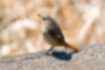 ジョウビタキの写真3｜橙色の尾と翼の白い斑点が特徴です。