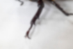 カブトムシの写真4｜脚の先がフック状になっています。