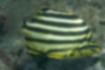 Picture of Stripey1｜Black and yellow stripes.