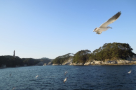 Free images of Mew Gull｜「Taken from a ship.」
