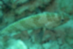 Picture of Honeycomb grouper1｜A pattern that looks like a polygonal pattern.