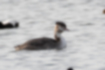 Picture of Great Crested Grebe1｜The crown feathers stand modestly.
