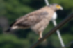 カンムリワシの写真｜「後頭部に白い羽毛がまじります。」