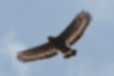 カンムリワシの写真｜「翼を広げて飛んでいるところです。」