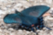 カラスアゲハの写真1｜青緑に輝いている翅です。
