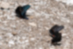 カラスアゲハの写真2｜他のチョウと一緒に吸水していました。