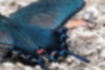 カラスアゲハの写真3｜後翅の付け根に赤い紋があります。