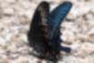 カラスアゲハの写真4｜翅の裏側の縁には赤い斑点があります。