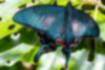 カラスアゲハの写真｜「沢沿いの葉にとまりました。」