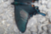 カラスアゲハの写真6｜コンクリートの上で翅を広げました。
