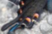 カラスアゲハの写真7｜尾状突起を裏面から見たところです。