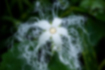 Free images of Japanese snake gourd｜「White lace-like flowers.」