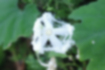 Free images of Japanese snake gourd｜「They wilt in the morning.」