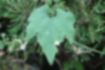 Picture of Japanese snake gourd3｜The leaves are palmate.