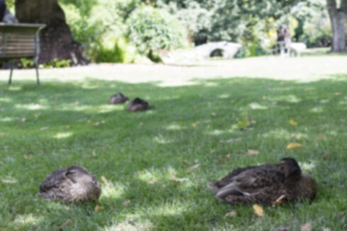 Picture of Eastern Spot-billed Duck1｜Botanical gardens in Queenstown, New Zealand