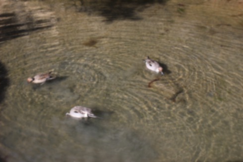 Picture of Eastern Spot-billed Duck3｜It's near Matsushima.