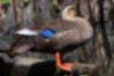 Picture of Eastern Spot-billed Duck4｜It is a common duck that you often see.