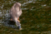 カルガモの写真5｜浅瀬で藻を食べています。