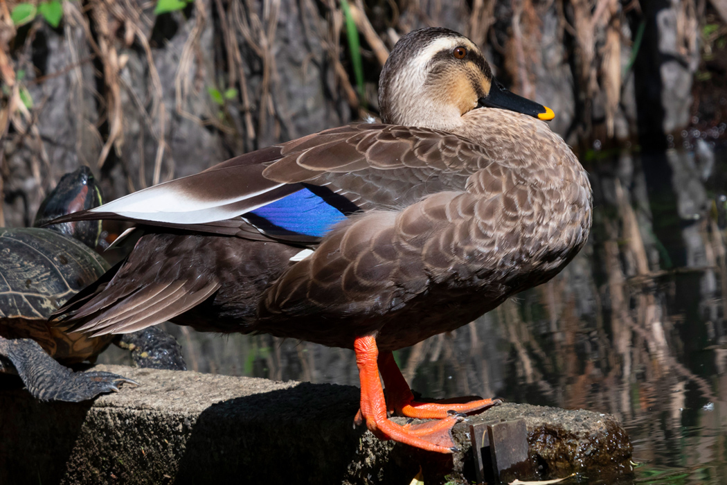 カルガモの特徴 分布 生態 写真をご紹介します 目に見えるいきもの図鑑