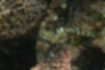 カサゴの写真2｜首のあたりが白く見えます。