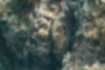 カサゴの写真3｜岩の隙間に入っているつもりでした。