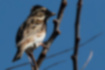 Picture of Rustic Bunting1｜Very similar to the female bunting.