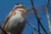 Picture of Rustic Bunting2｜The belly is white with brown margins.