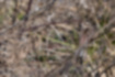 カシラダカの写真3｜藪によく紛れます。