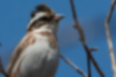カシラダカの写真5｜冠羽が少し逆立っています。