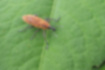 カツオゾウムシの写真4｜翅の表面には小さな穴が並んでいます。