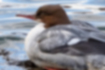 Picture of Common Merganser2｜The beak is flesh-colored and hooked.